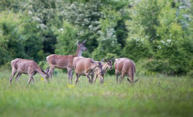 Hinds çayır üzerinde grup