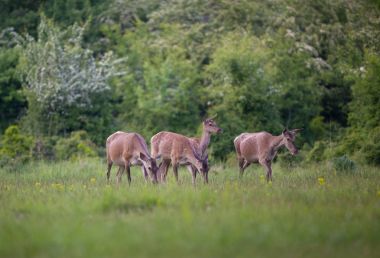 Hinds çayır üzerinde grup