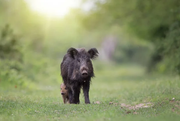 Cinghiale scrofa prendersi cura di maialino — Foto Stock