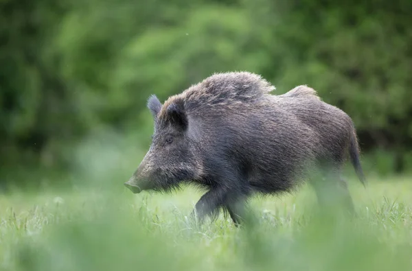 野猪在草地上行走 — 图库照片