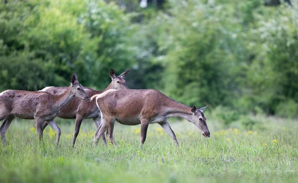 Groupe de biches sur prairie — Photo