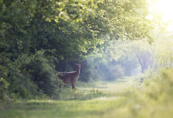 Hirschkuh steht im Wald — Stockfoto