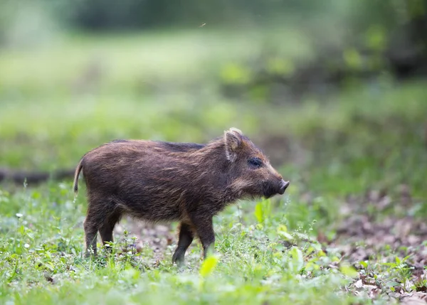 Wild boar piglet walking on grass — Stock Photo, Image