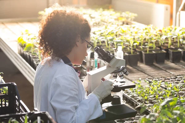 Scientist looking at microscope in greenhouse — Stock Photo, Image