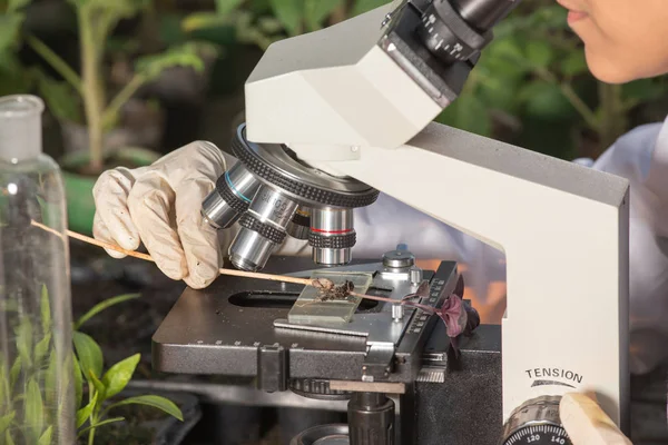 Cientista olhando microscópio em estufa — Fotografia de Stock