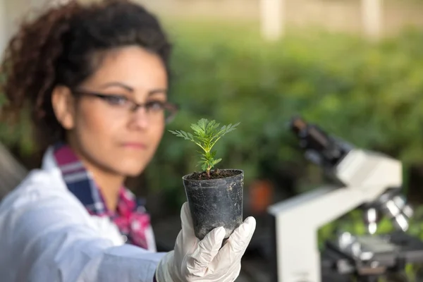 Biologo che tiene vaso con germoglio — Foto Stock