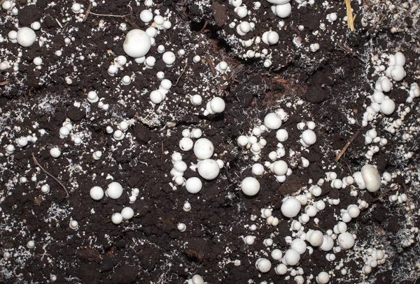 Champignons in soil — Zdjęcie stockowe