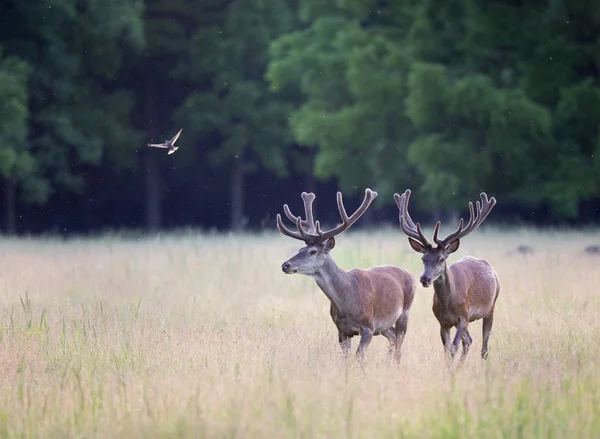 Dvě červené jelenů na louce — Stock fotografie