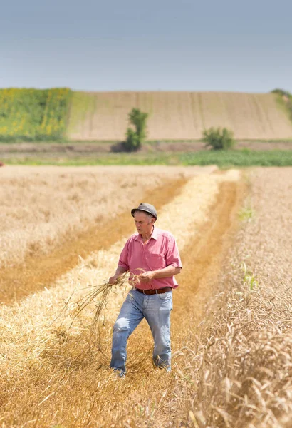 Agricultor caminando en el campo de trigo en tiempo de cosecha —  Fotos de Stock