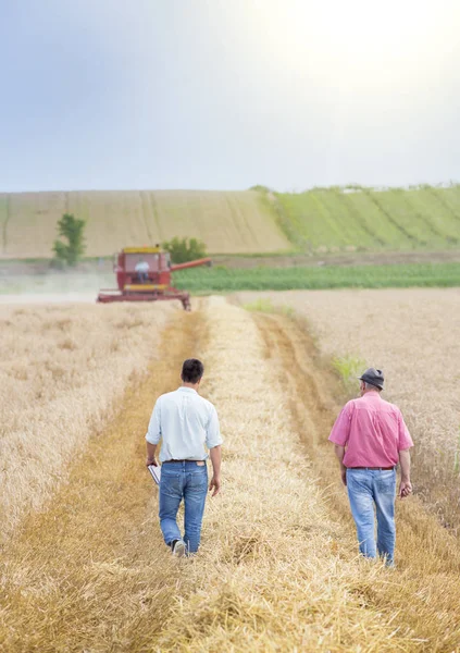 Agricultores en campo de trigo durante la cosecha —  Fotos de Stock