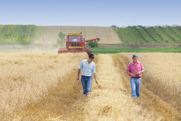 Jordbrukare i vetefält under skörden — Stockfoto