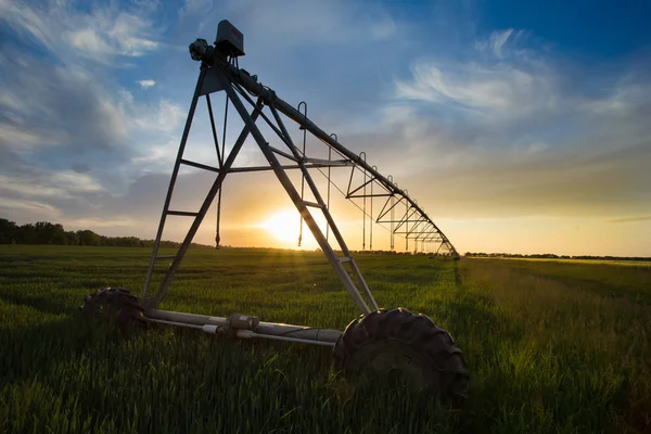 Irrigation system n wheat field — Stock Photo, Image