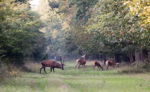 Veado vermelho com cervos na floresta — Fotografia de Stock