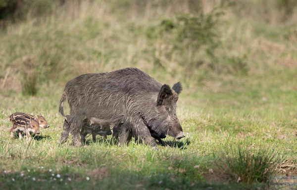 Wildschweine mit Ferkeln im Wald — Stockfoto