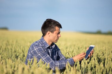 Çiftçi tablet yeşil buğday alanı ile