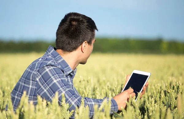 Boer met tablet in groene tarweveld — Stockfoto