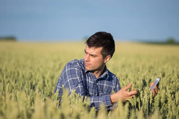 Agricultor com comprimido em campo de trigo verde — Fotografia de Stock