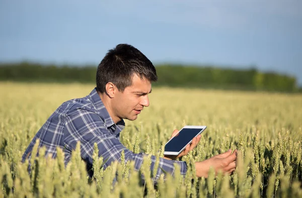 Boer met tablet in groene tarweveld — Stockfoto