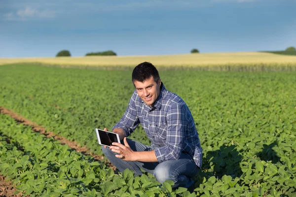 Landwirt mit Tablette auf Sojabohnenfeld — Stockfoto