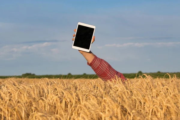 Homem segurando comprimido acima do campo de trigo — Fotografia de Stock