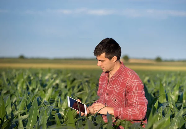 Boer met tablet in maïsveld — Stockfoto