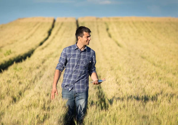 Agricultor com comprimido no campo de trigo — Fotografia de Stock