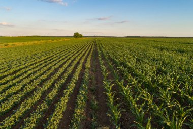 Ovalar soya ve Mısır alanında peyzaj