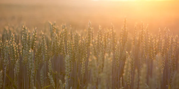 Wheat ears in field — Stock Photo, Image