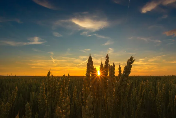 Ähren auf dem Feld — Stockfoto