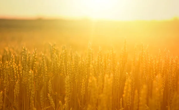 Wheat ears in field — Stock Photo, Image