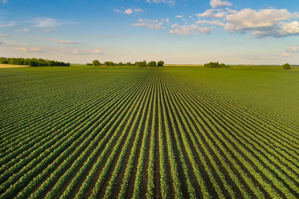 Paisagem do campo de soja em planícies — Fotografia de Stock