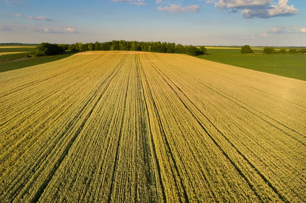 Paesaggio del campo di grano in pianura — Foto Stock