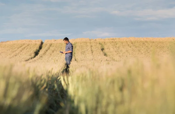 Landwirt mit Tablet im Feld bei Sonnenuntergang — Stockfoto