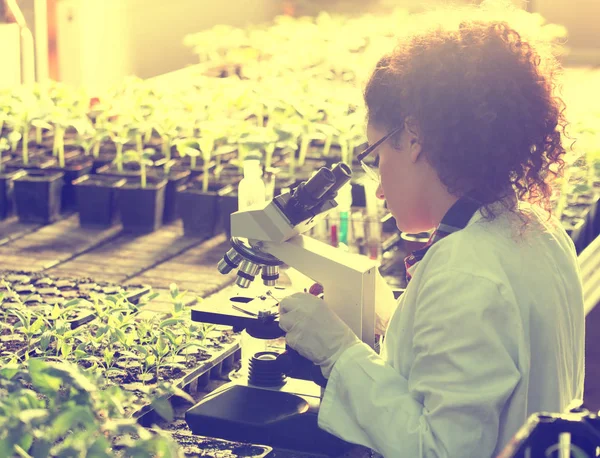 Scientist looking at microscope in greenhouse — Stock Photo, Image