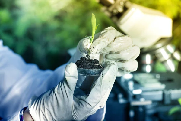 Cientista segurando broto acima da placa de Petri — Fotografia de Stock