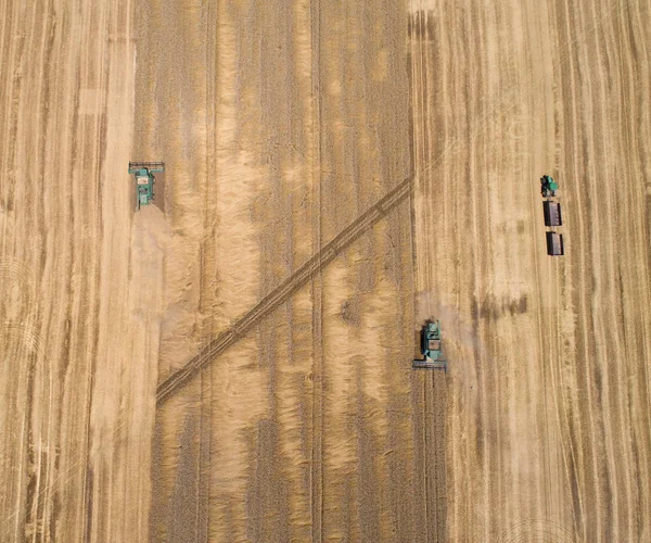 Комбайны, работающие на золотом пшеничном поле — стоковое фото