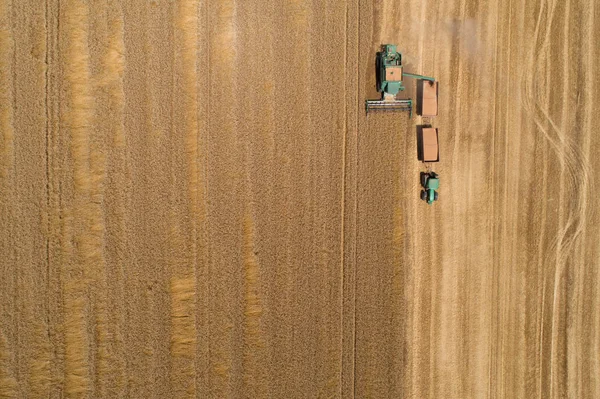 Combine harvester harvesting golden wheat — Stock Photo, Image