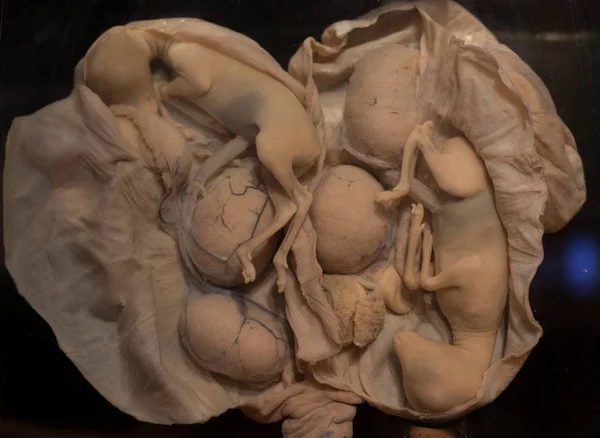 Эмбрион животных в матке — стоковое фото