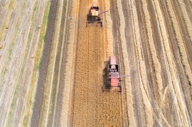 Altın buğday alanında çalışan hasat toplama kombaynları