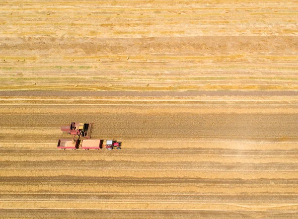 Skördetröska som arbetar i gyllene vetefält — Stockfoto