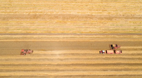 Skördetröskor som arbetar i gyllene vetefält — Stockfoto