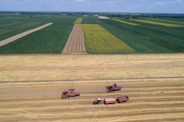 Комбайни, що працюють на полі золотої пшениці — стокове фото