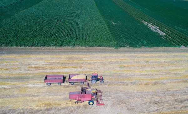 コンバインハーベ スター黄金の麦畑での作業 — ストック写真