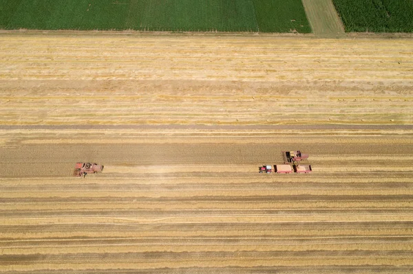 Cosechadoras combinadas que trabajan en el campo de trigo dorado —  Fotos de Stock