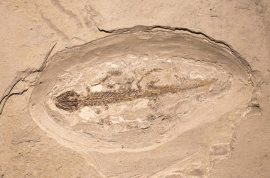 Amfibi kaya fosiller