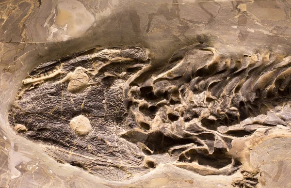 Fossilien von Amphibien im Felsen — Stockfoto