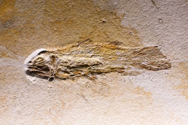 Fossilien im Gestein — Stockfoto