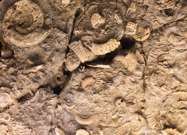 Fossili nella roccia — Foto Stock