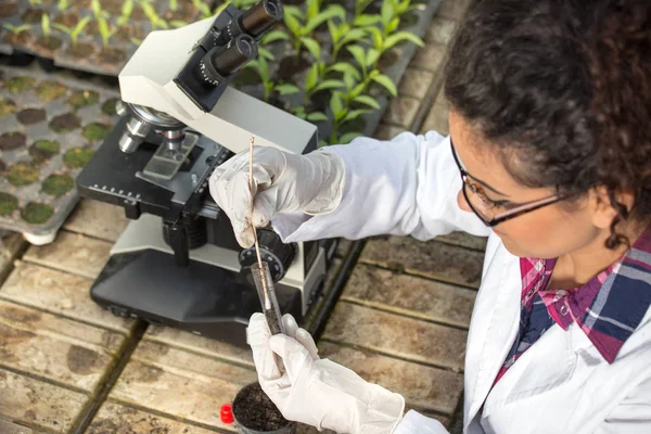 Biologen experimentera med jord och groddar — Stockfoto