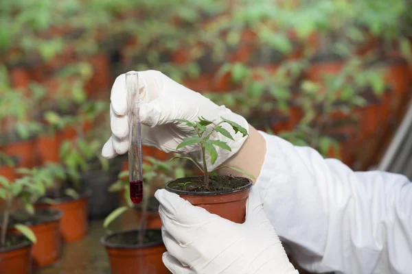 Biologist holding pot with sprout and chemicals in tube — Stock Photo, Image